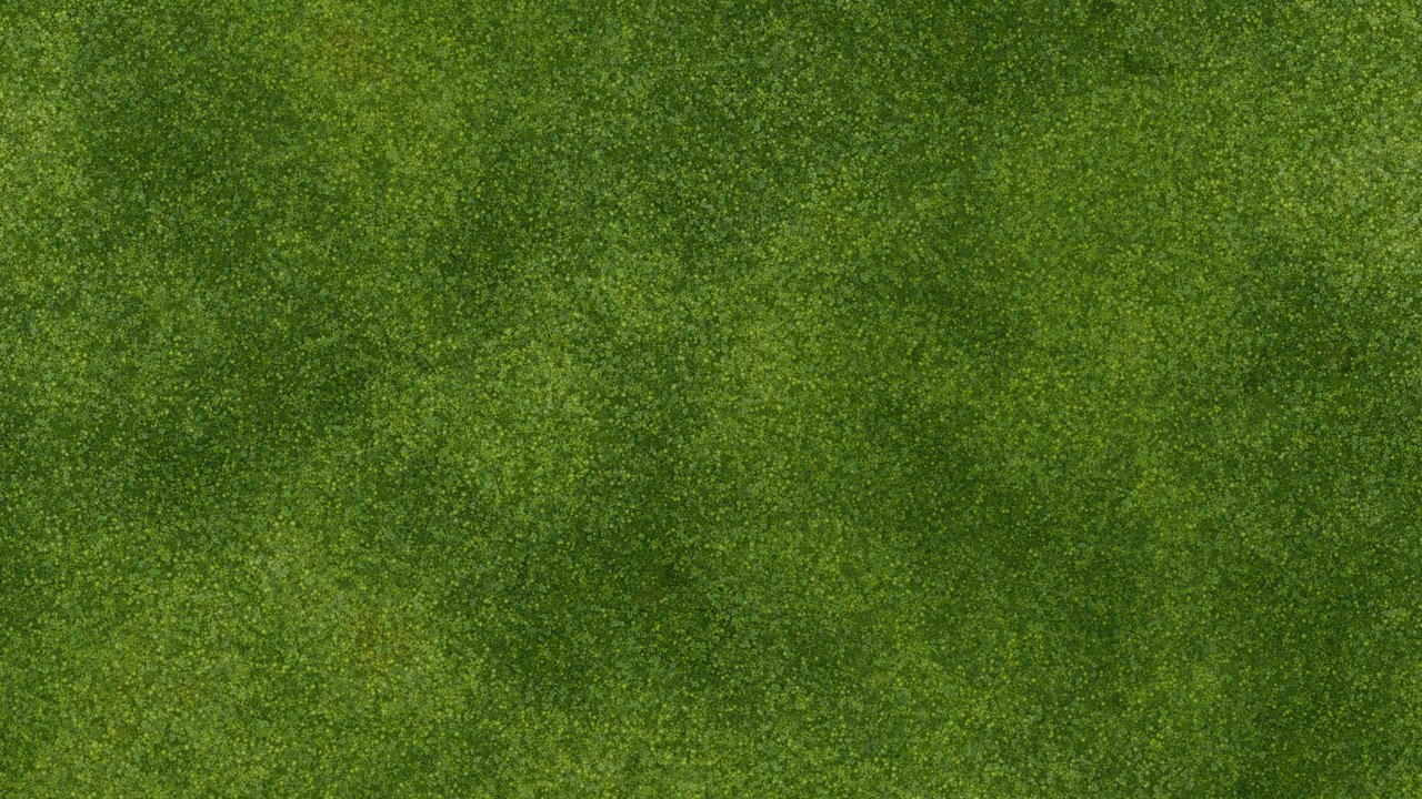Mossy Forest Ground
